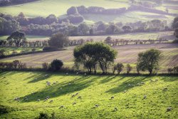 Dorset Landscape