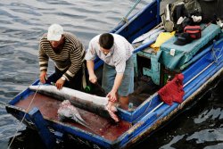 Marlin steaks