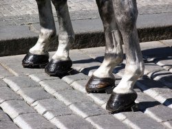 Stare Mesto Square