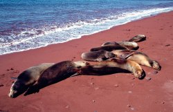 Sealions, Rabida