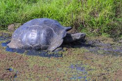 Giant tortoise, Santa Cruz highlands