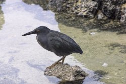 Lava Heron, Genovesa