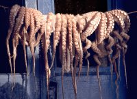 Octopus, Aegina