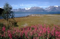Djupvik