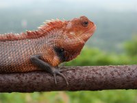 Changeable Lizard