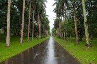 Botanical Gardens, Kandy