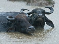 Water buffalo