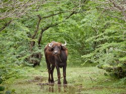 Water buffalo