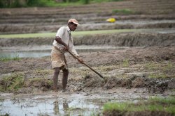 Paddy fields