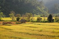Rice fields