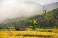 Rice fields