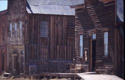 Bodie