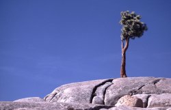 Tioga Road